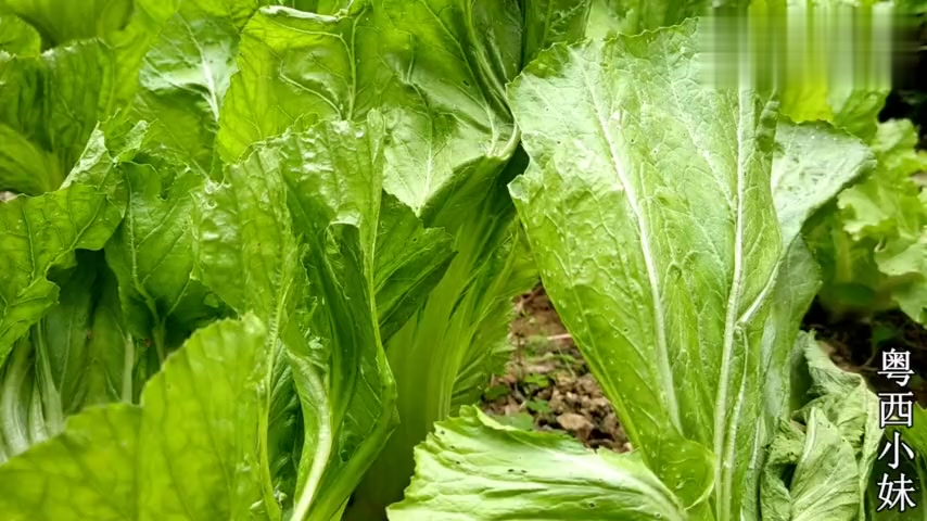 天冷了,常给家人煲这一道素汤,营养暖身又不长胖,做法还很简单