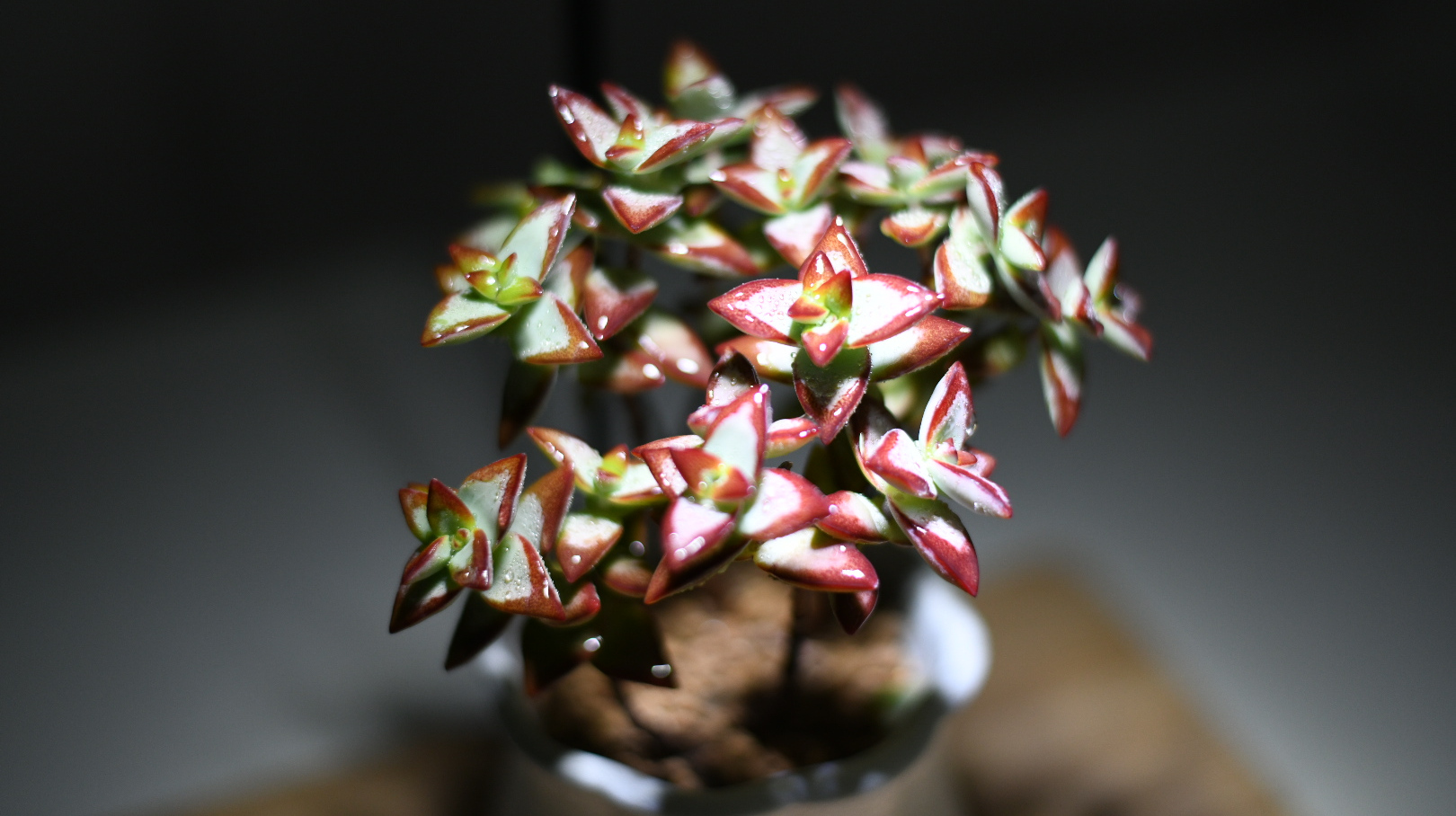 多肉植物自由女神是夏天里最亮的那颗星