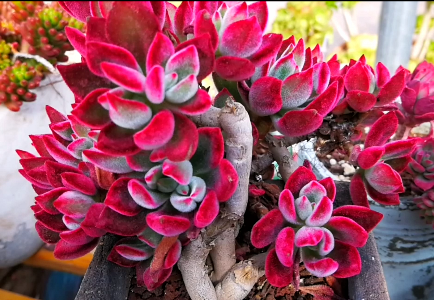 云南极品多肉植物欣赏:让你看一百遍也不嫌多的超红锦晃星!