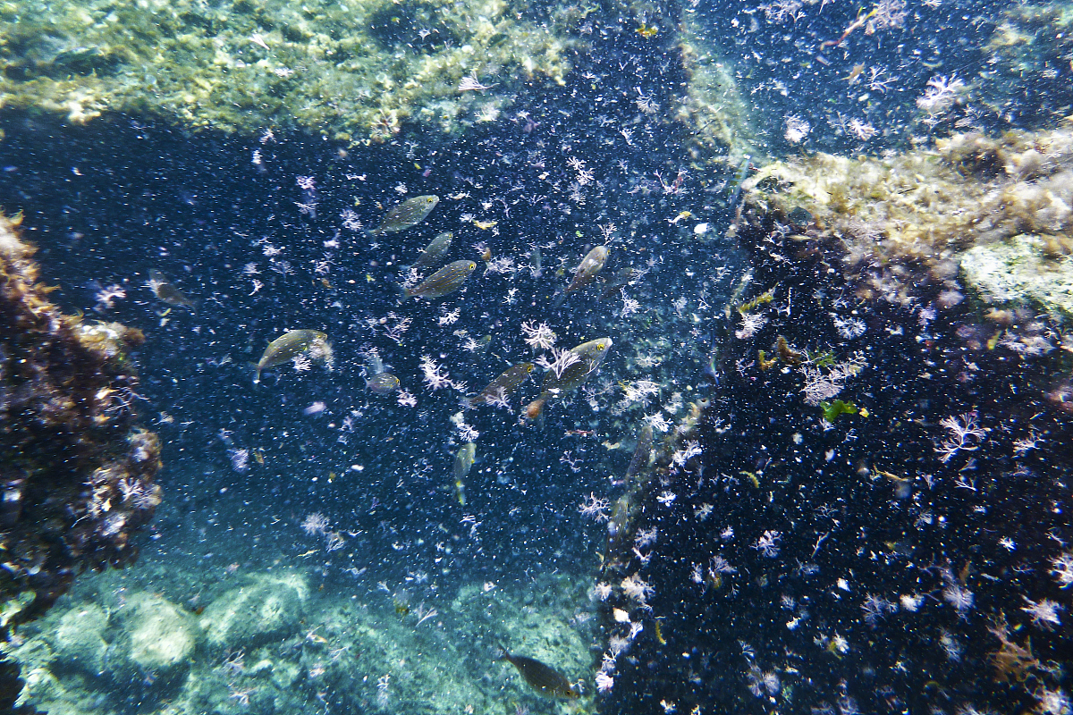 海洋：人类赖以生存的宝库，提供食物和资源 | 深入了解海洋的价值