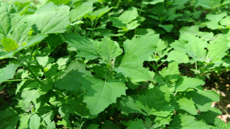 8月份的灰灰菜还能食用吗?一起来了解一下,别瞎吃错了