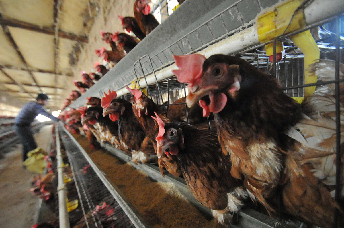 蛋鸡生长发育都监测哪些指标？