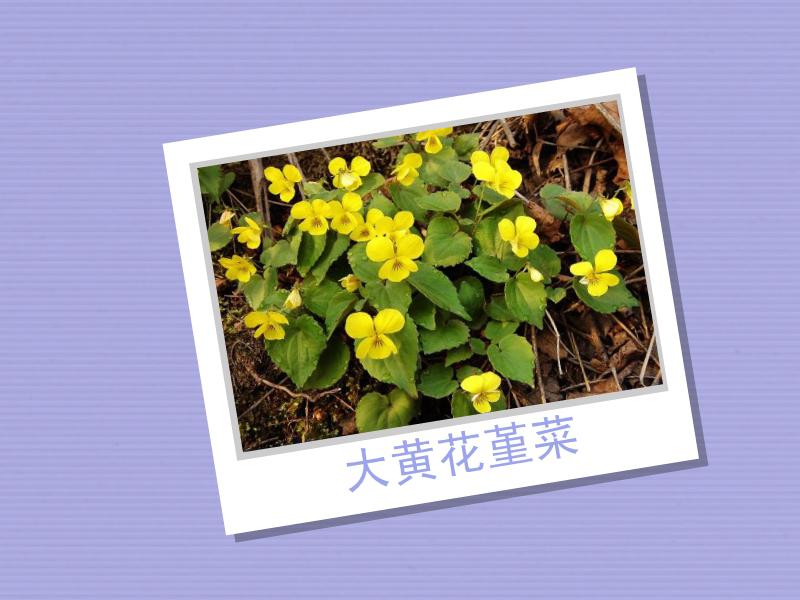 「秒懂百科」原来大黄花堇菜长这样