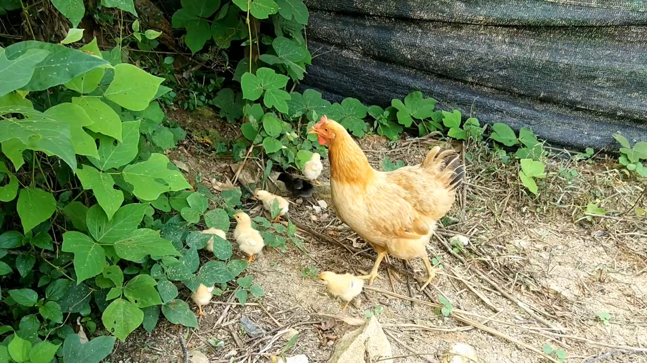 母鸡带着自己的孩子到处觅食,野外放养的小鸡存活率低,有黄鼠狼