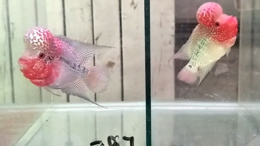 罗汉鱼太凶猛,只能单独饲养,这颜色身板堪称极品!