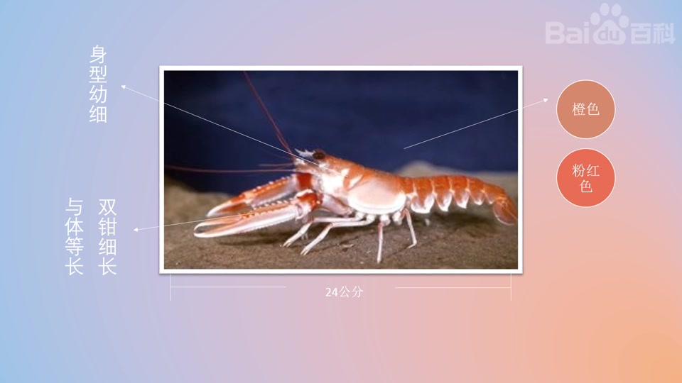 挪威海螯虾