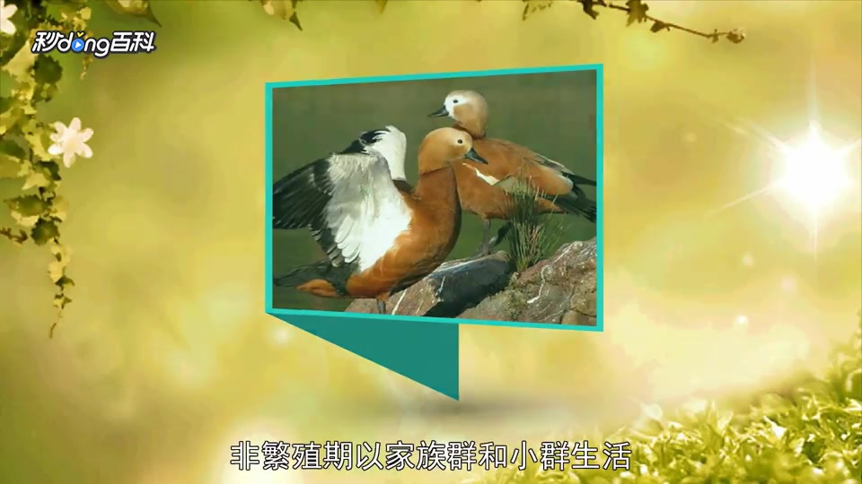 原来麻鸭属长这样