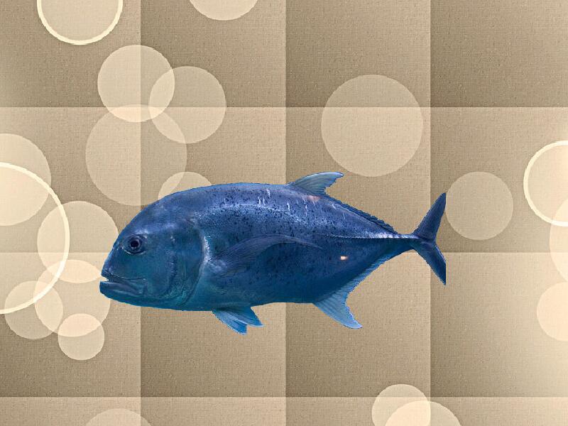 珍鲹:属于鲹科鲹属的一种海水鱼类