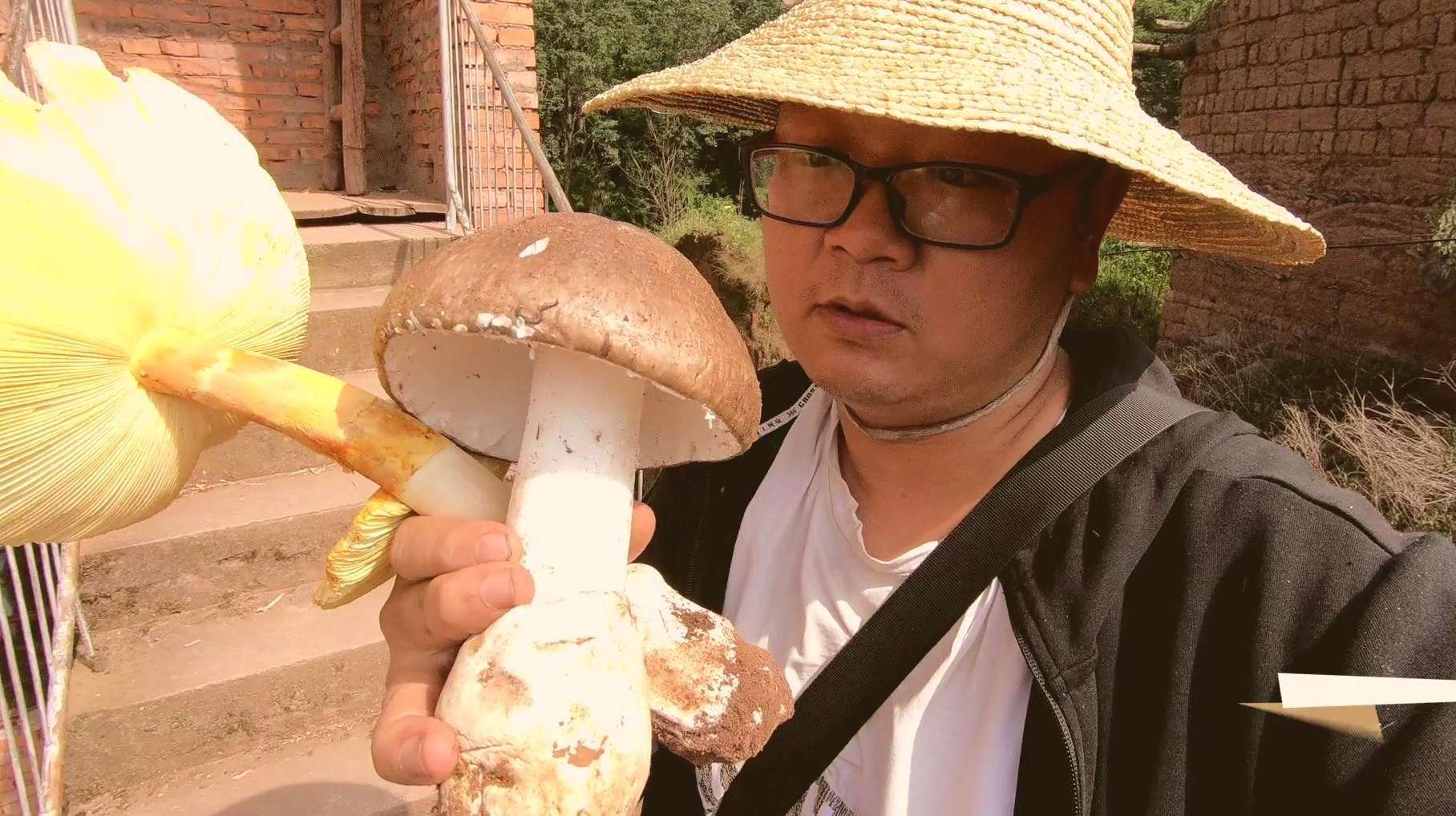 山里采回来的巨型鹅膏菌,试吃一下居然很好吃