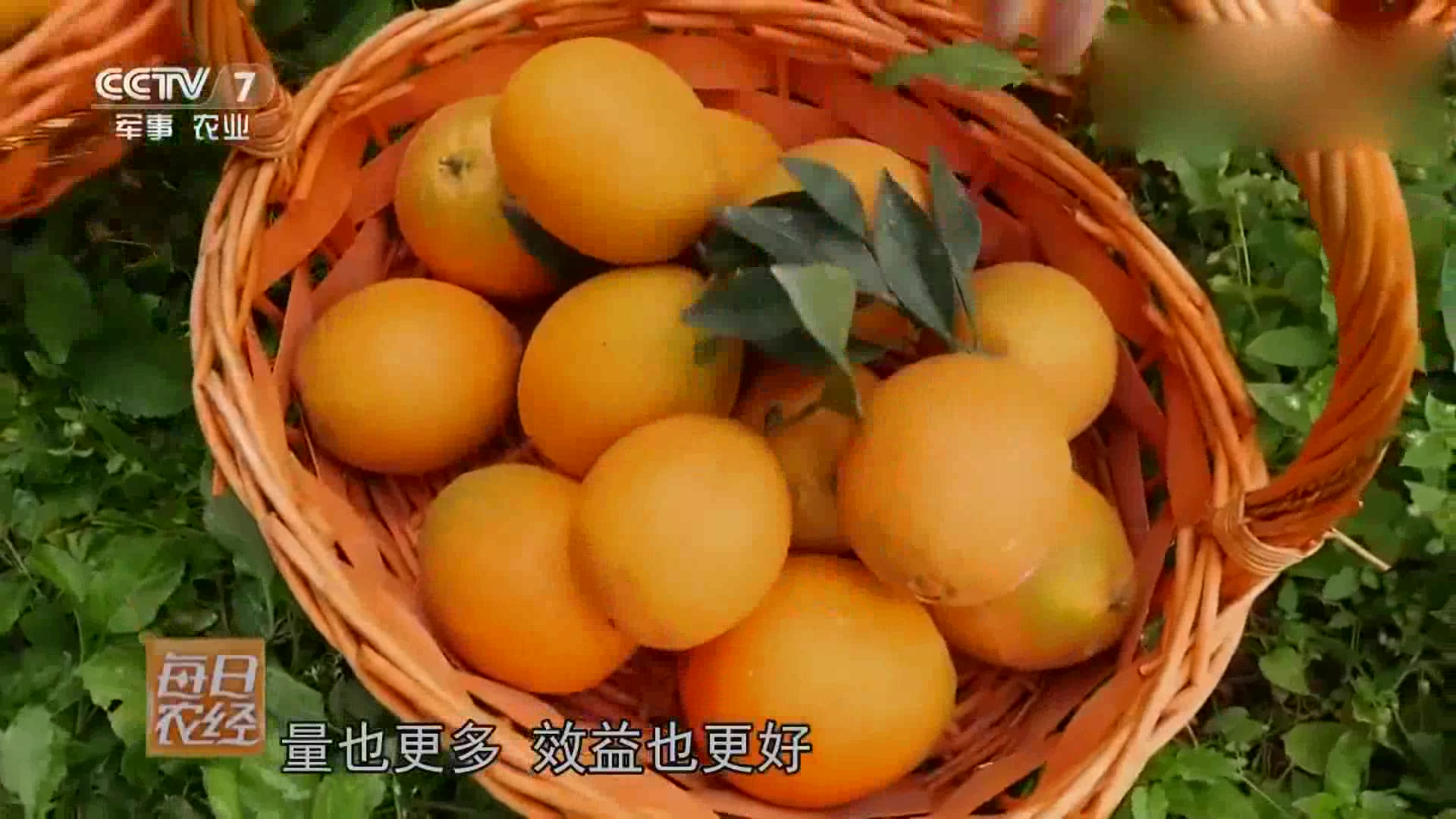 一种常吃的水果,却还要经过精选分级,一年产值达17亿元