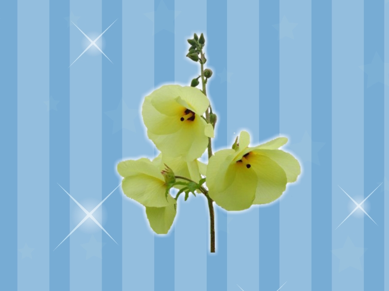 金花葵:是属锦葵科、秋葵属的一年生草本植物