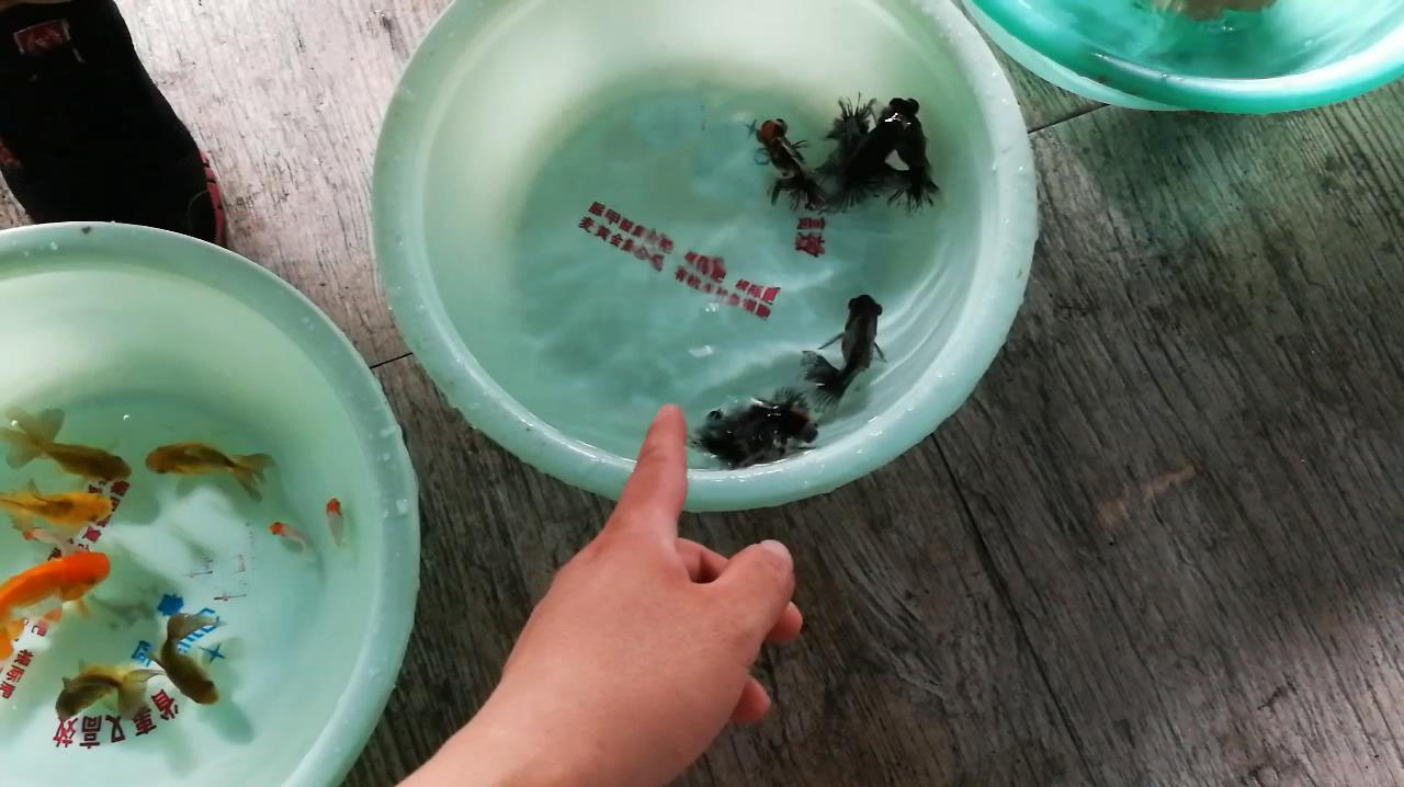 这样卖鱼的不多见了,连鱼缸都没有,重墨金鱼很流行吗?