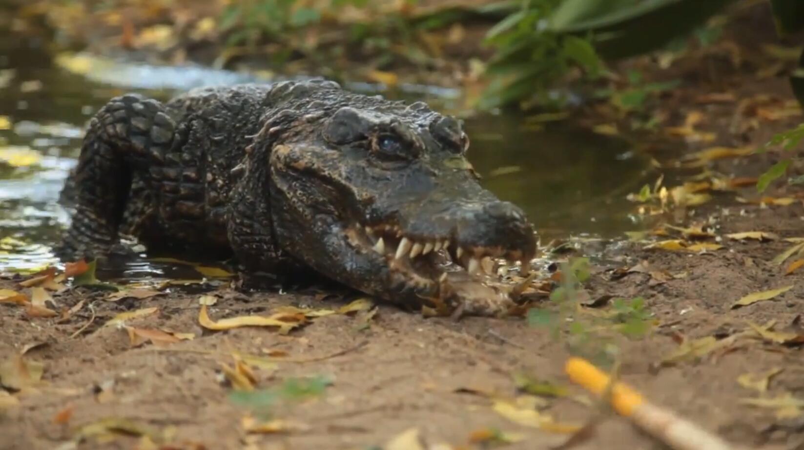 世界上最小的侏儒鳄,逃过灭绝的真实原因,竟是因为皮肤太差