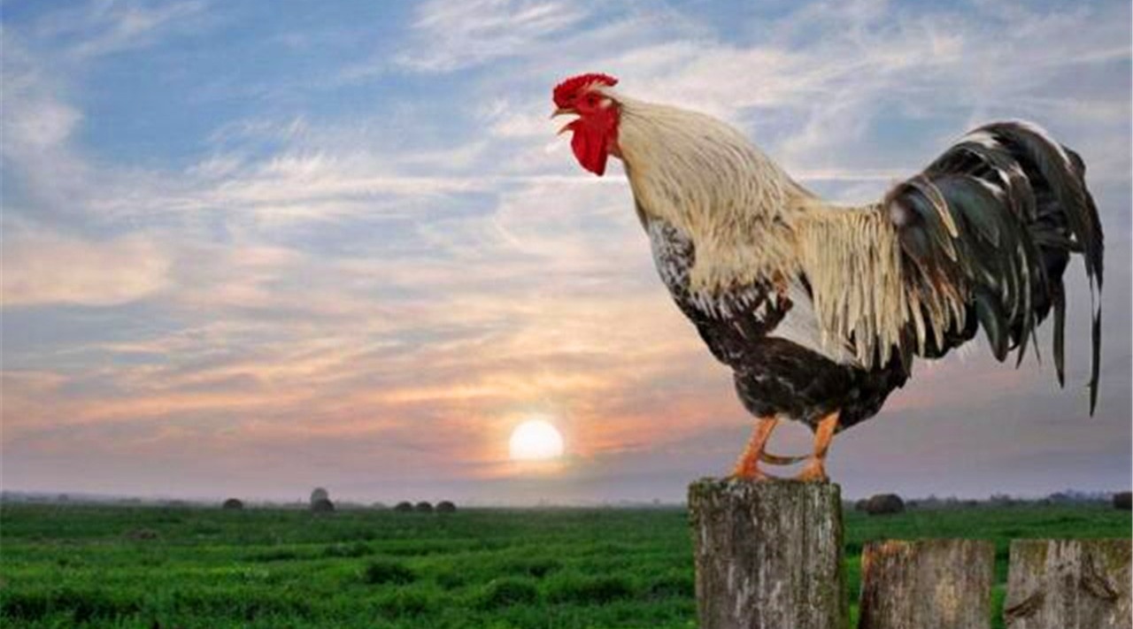 为什么每天清晨,公鸡都能准时准点地打鸣呢?