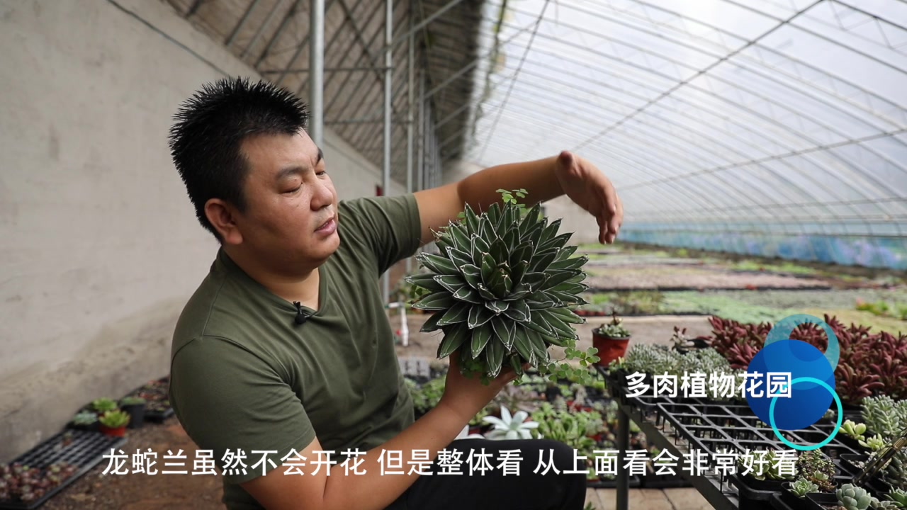 被称为鬼脚掌的多肉植物,长的像一朵花