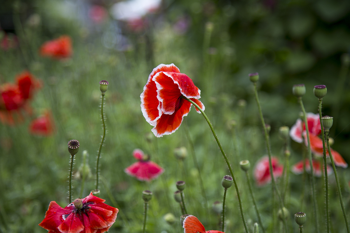 虞美人：美丽与魅力的双重解读