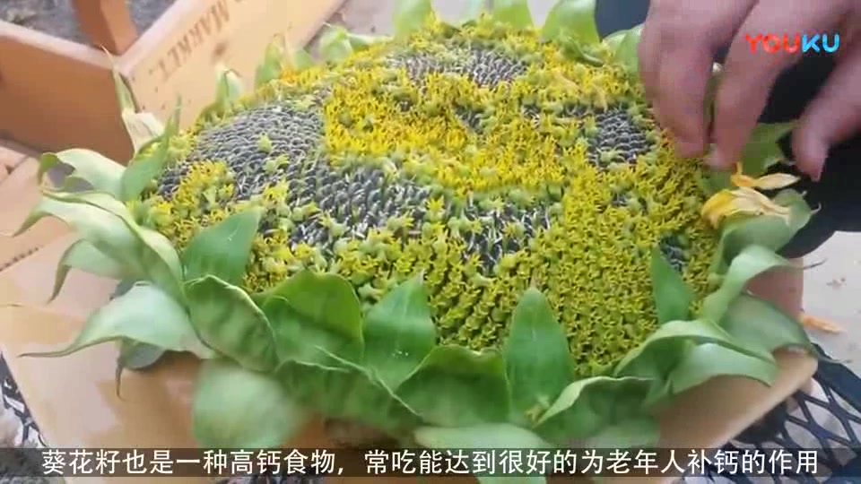 年纪一大易患骨质疏松,这3种补钙食物一定要多吃,尤其是老年人