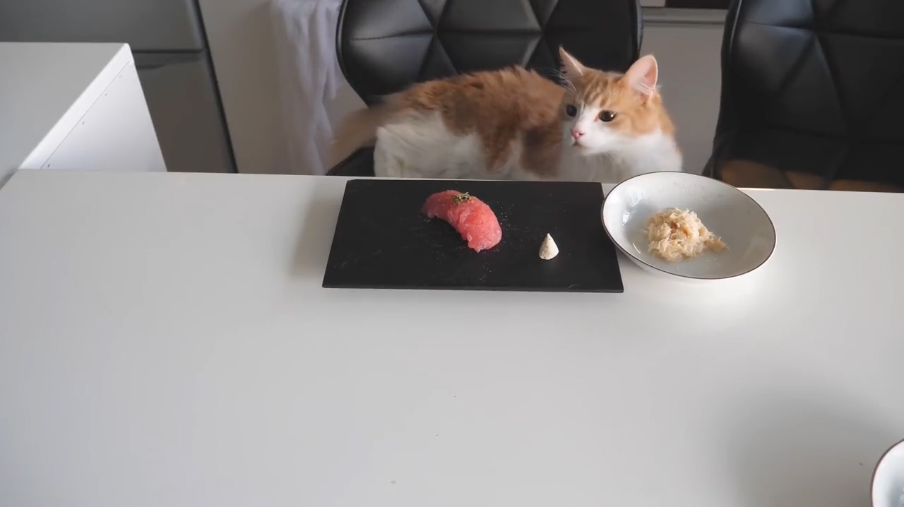 现在的宠物生活质量真好,猫星人都吃上寿司了,还吃得挺开心的