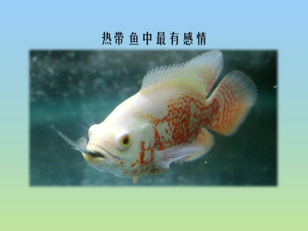 猪仔鱼:南美洲的圭亚那、委内瑞拉、巴西的亚马逊河流域