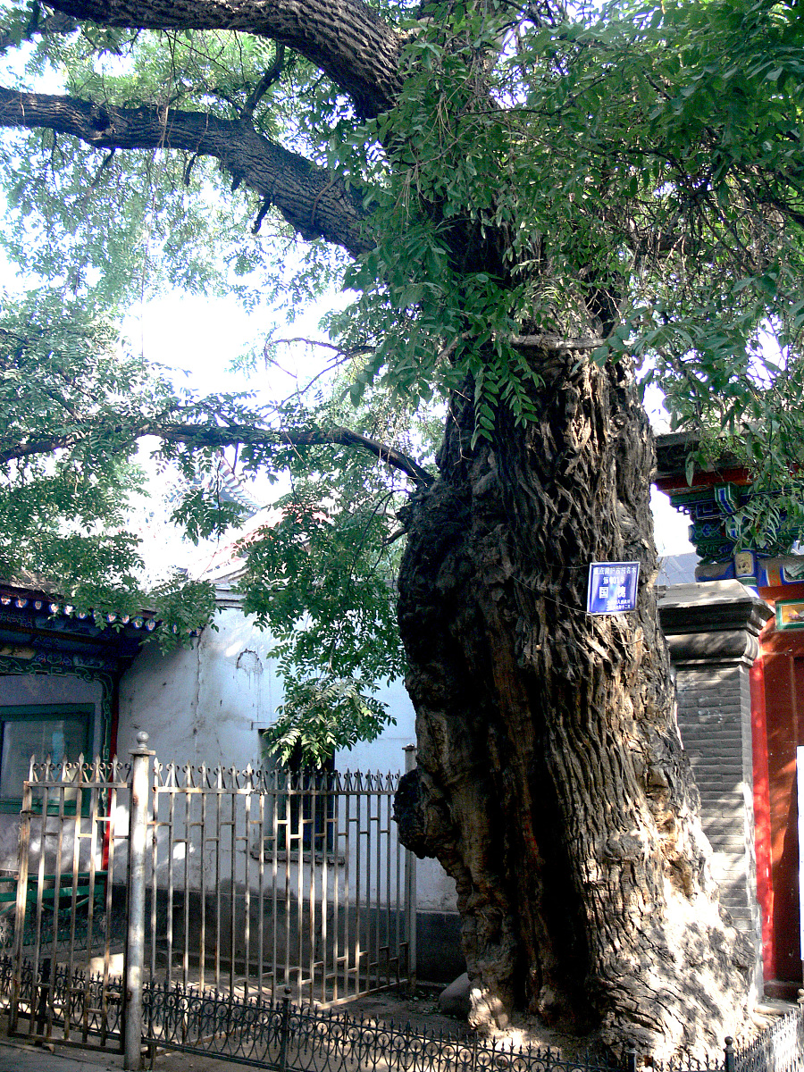 山西大槐树：中国第一槐