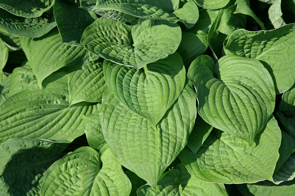 green hosta