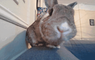 業界 ｜ 谷歌智能攝像頭Clips開賣啦！能識別寵物動作生成小視頻