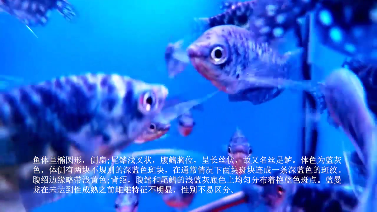 蓝曼龙鱼吃什么?蓝曼龙鱼是什么鱼?蓝曼龙鱼的介绍