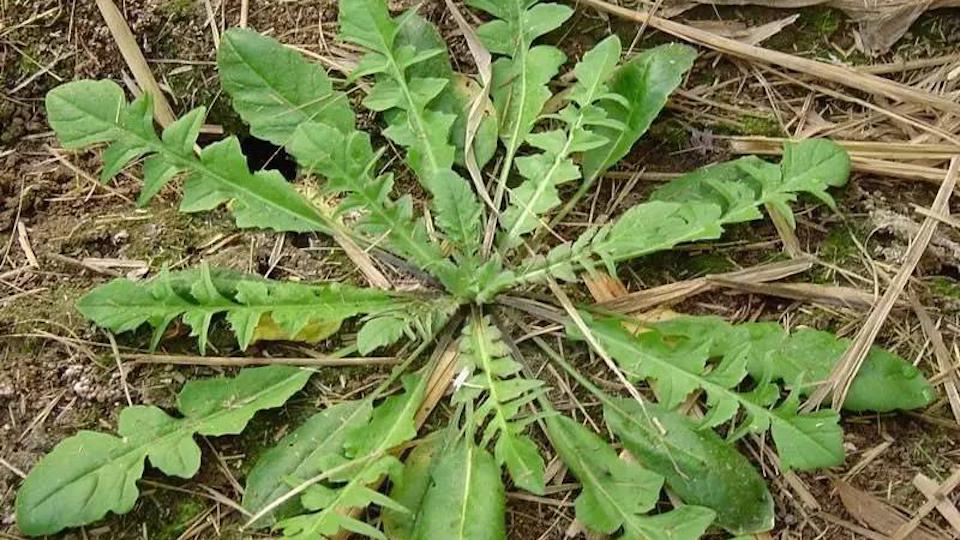 原来荠菜长这样