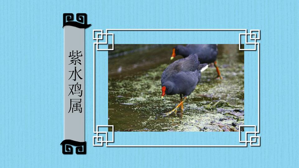 原来紫水鸡属长这样