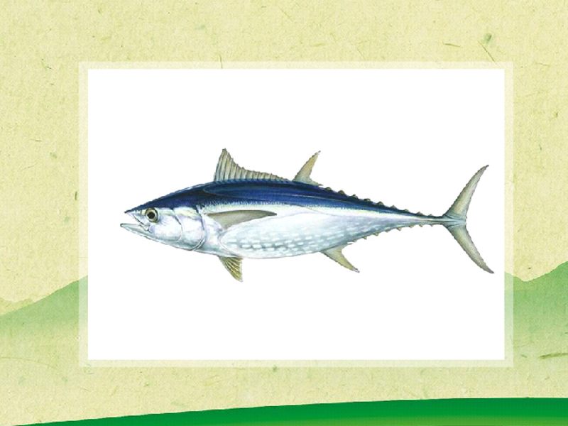 原来青干金枪鱼长这样