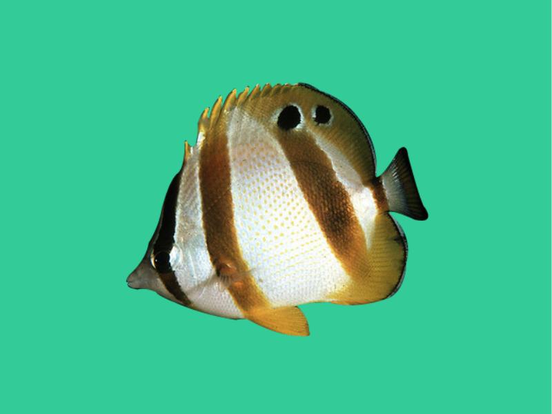 原来马利蝴蝶鱼长这样