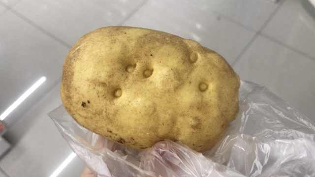 长得像土豆,其实它是个包子!