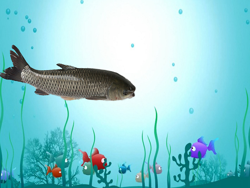 草根鱼:属鲤形目鲤科雅罗鱼亚科草鱼属