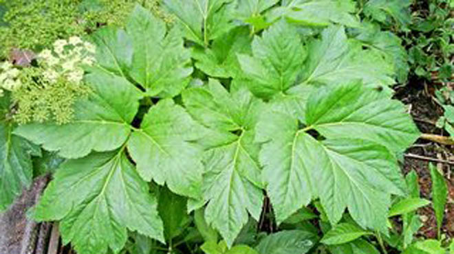 田里这种野菜营养价值丰富,它的药用功效连中医都夸好