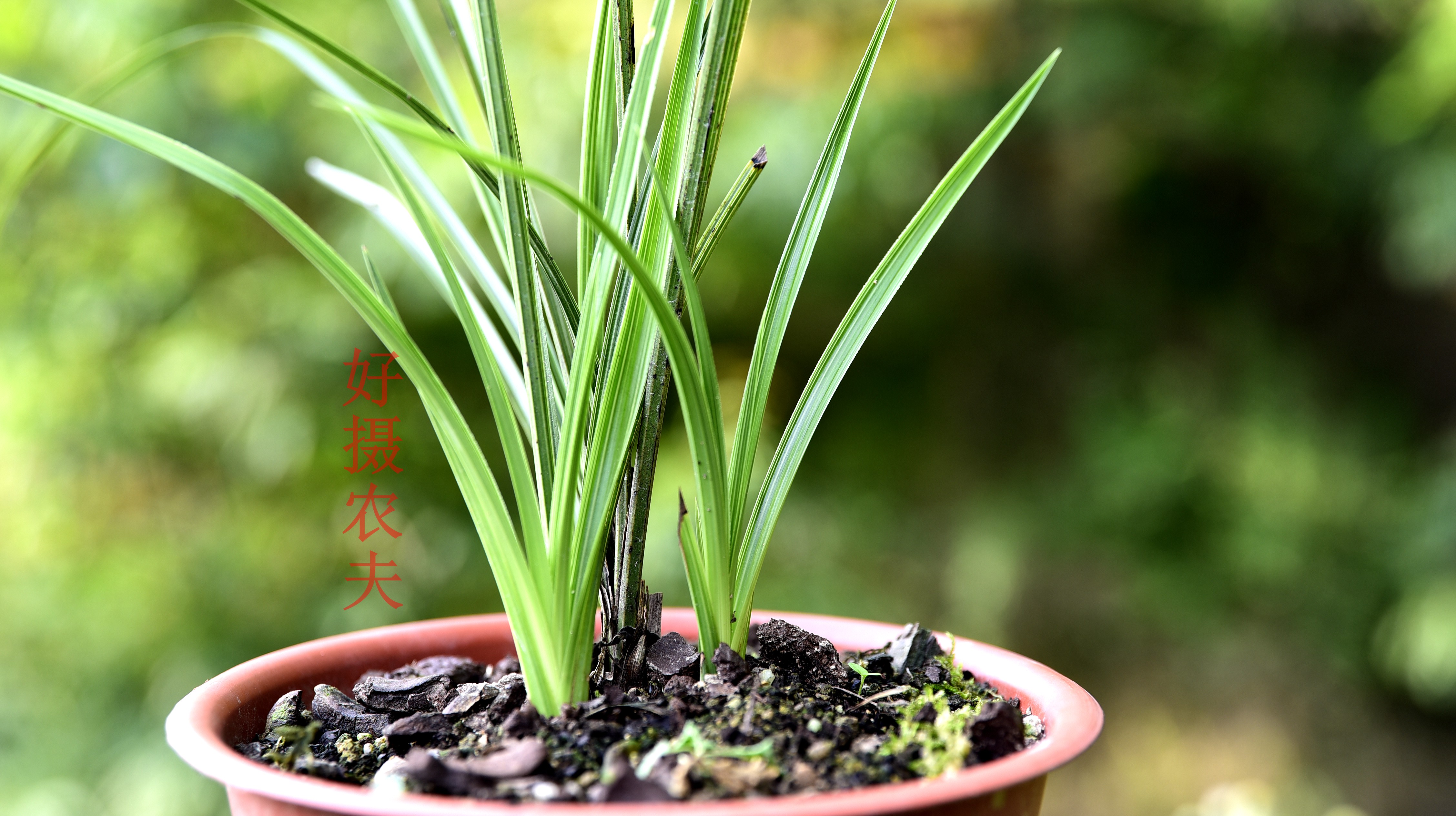 种植野生兰花不发芽怎么处理?这个小诀窍很实用