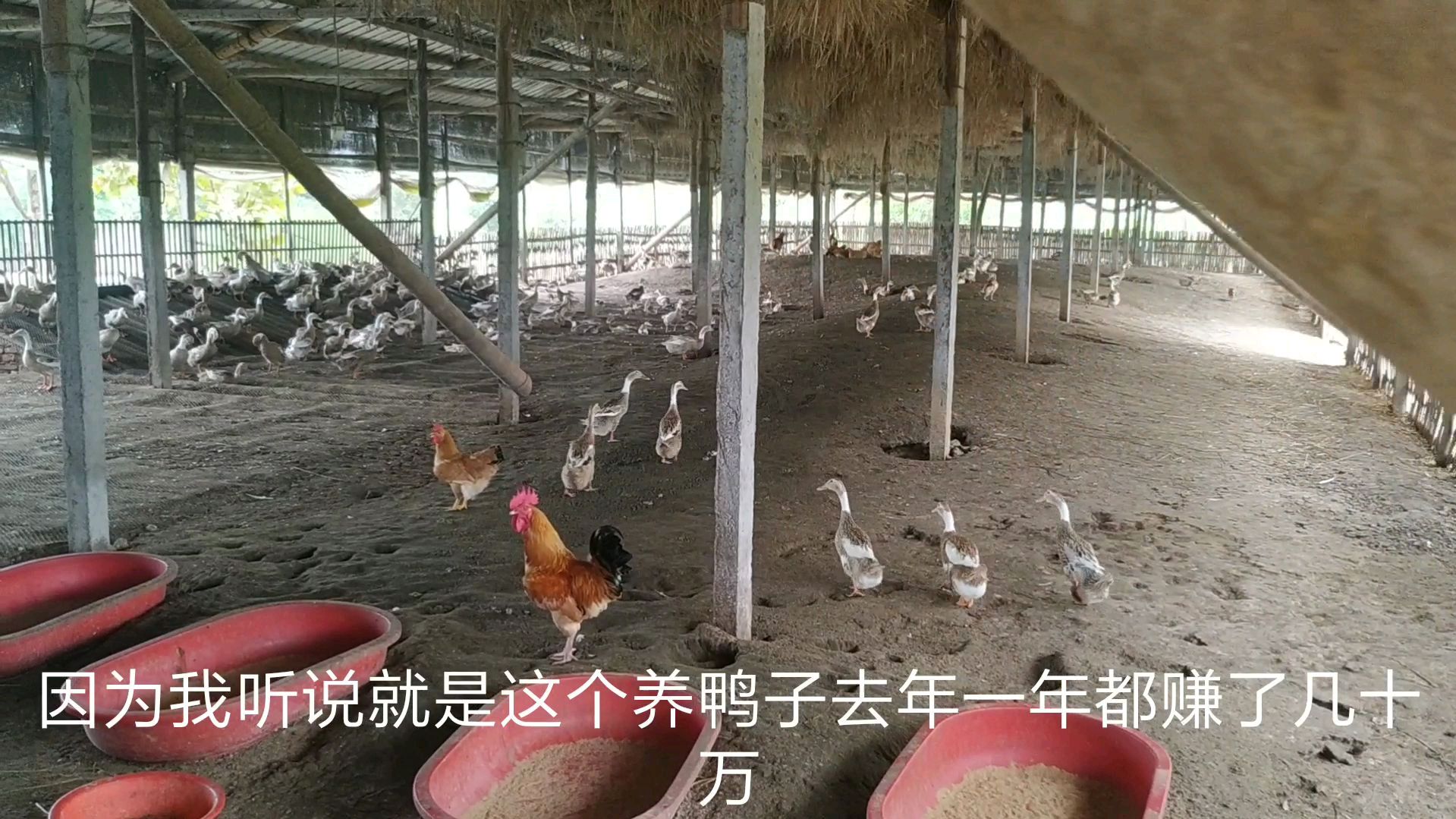 养殖鸭子一年赚几十万,今年猪肉价格大幅度上涨,鸭肉可能会涨价