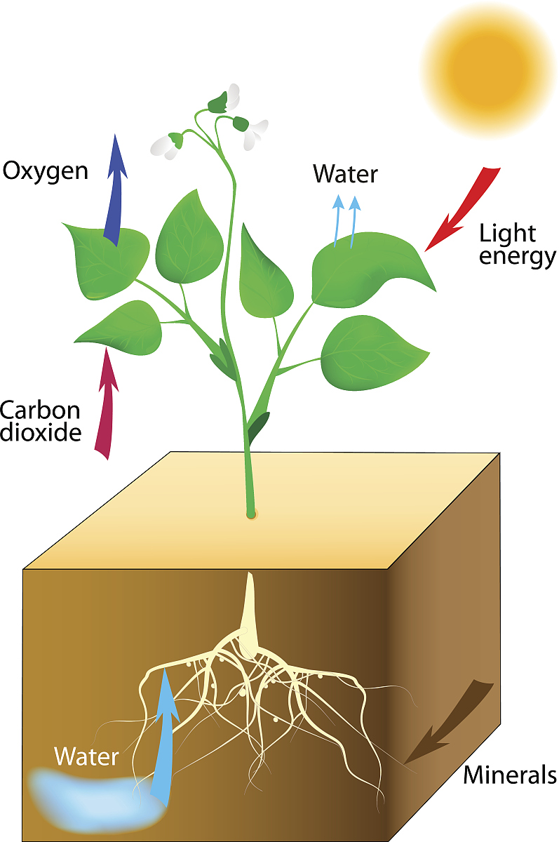 翻译：Schematic illustrating the photocatalytic process in a typicalphotocatalytic system