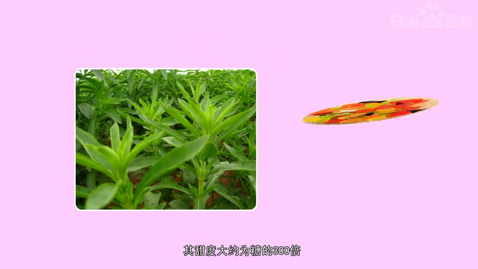 甜叶菊的功效