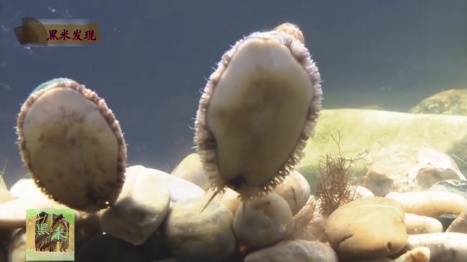 原来鲍鱼长这样啊!鲍鱼的吸力居然这么大