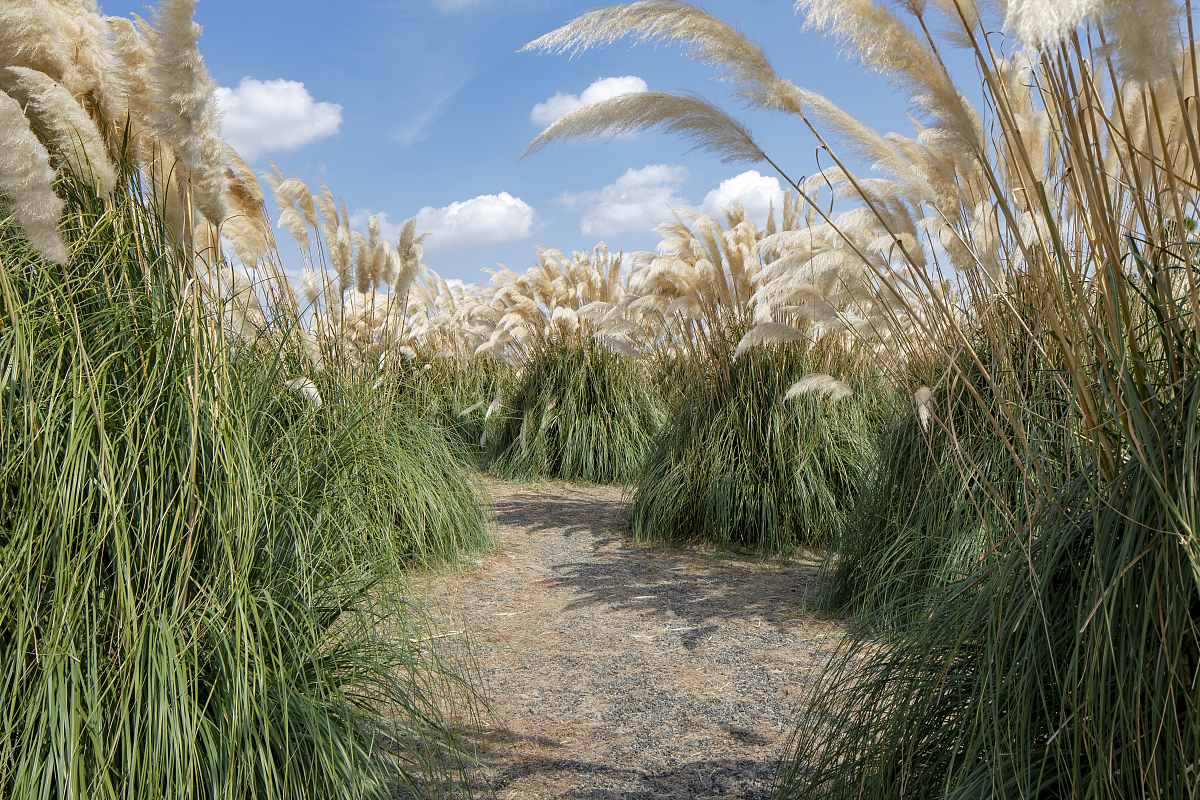 苹果手机抖音拍照全屏设置在哪里
