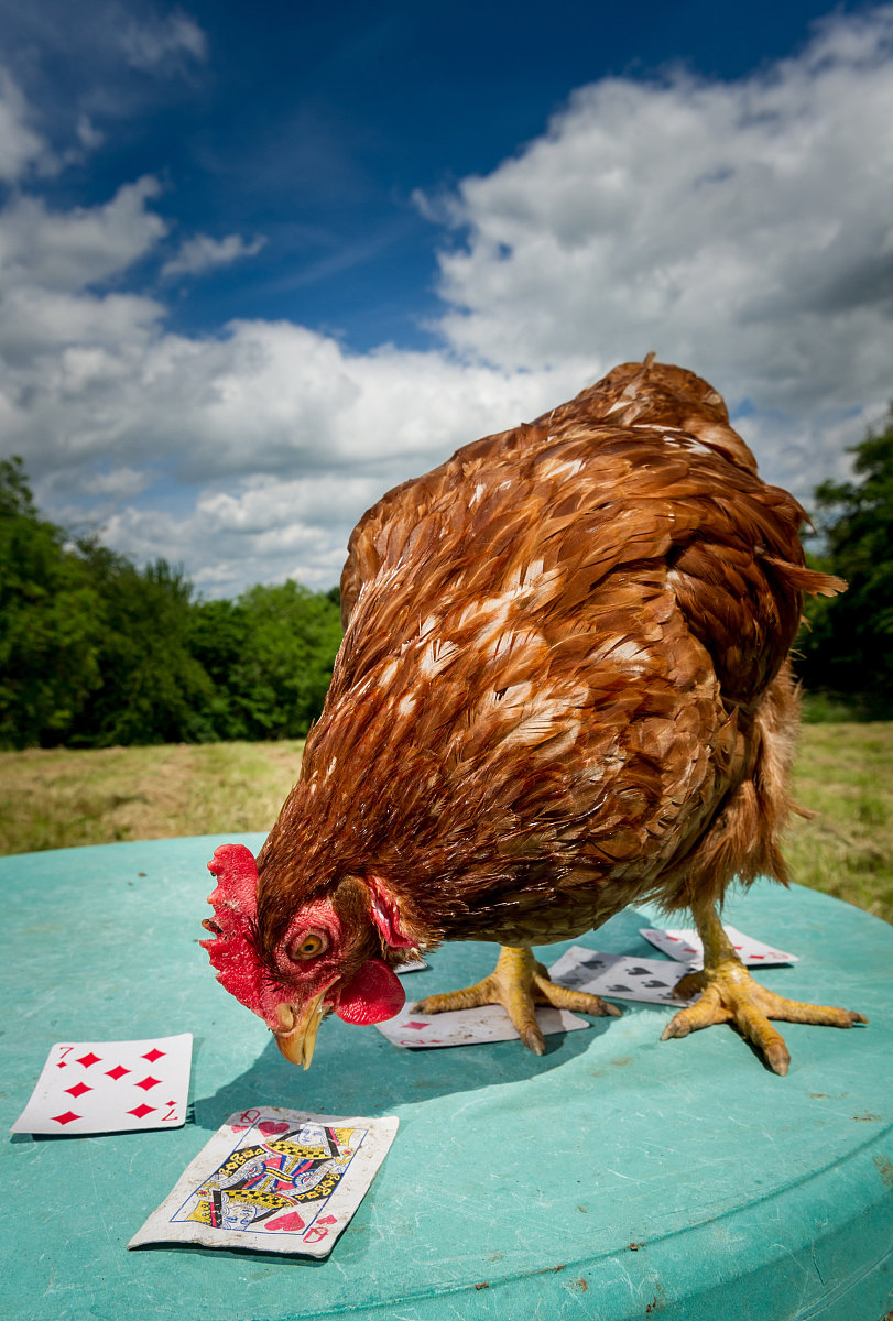 下面我们来玩一个鸡免同笼的游戏。1只鸡有2只脚1个头，1只免子有4只脚1个头。那么，如果有一个笼子里有9个头，40只脚，应该有多少只鸡，多少只兔子?