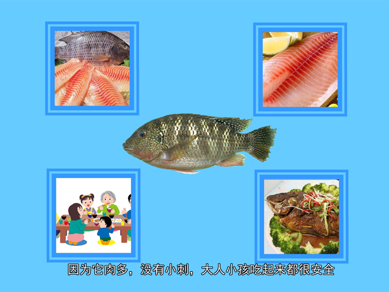 吴郭鱼:原产非洲,属热带性鱼类