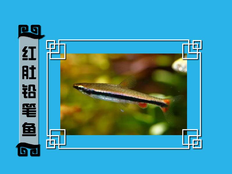 原来红肚铅笔鱼长这样