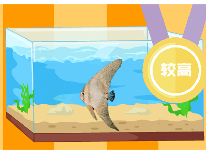 短翅蝙蝠鱼