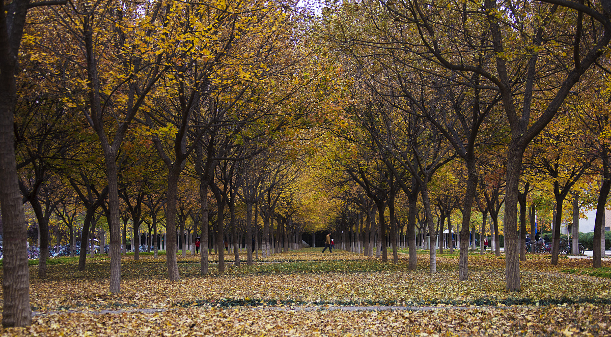 西北农林科技大学的林产化工专业招生人数