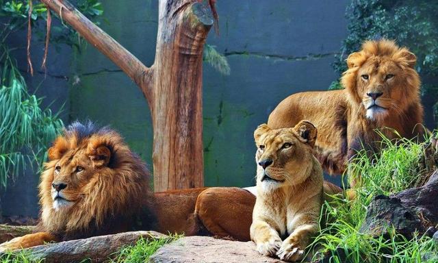 大狮子图片_纵览新闻