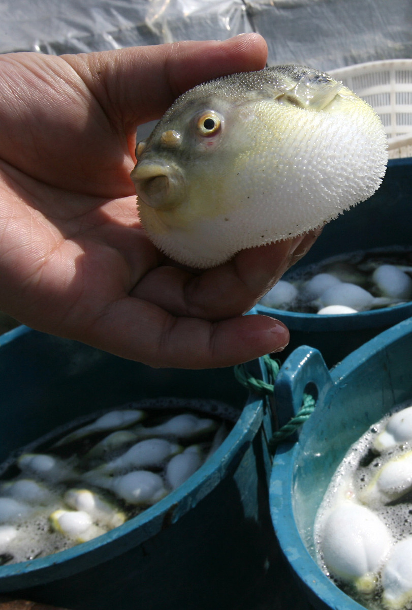 河豚鱼计划：揭秘神秘项目