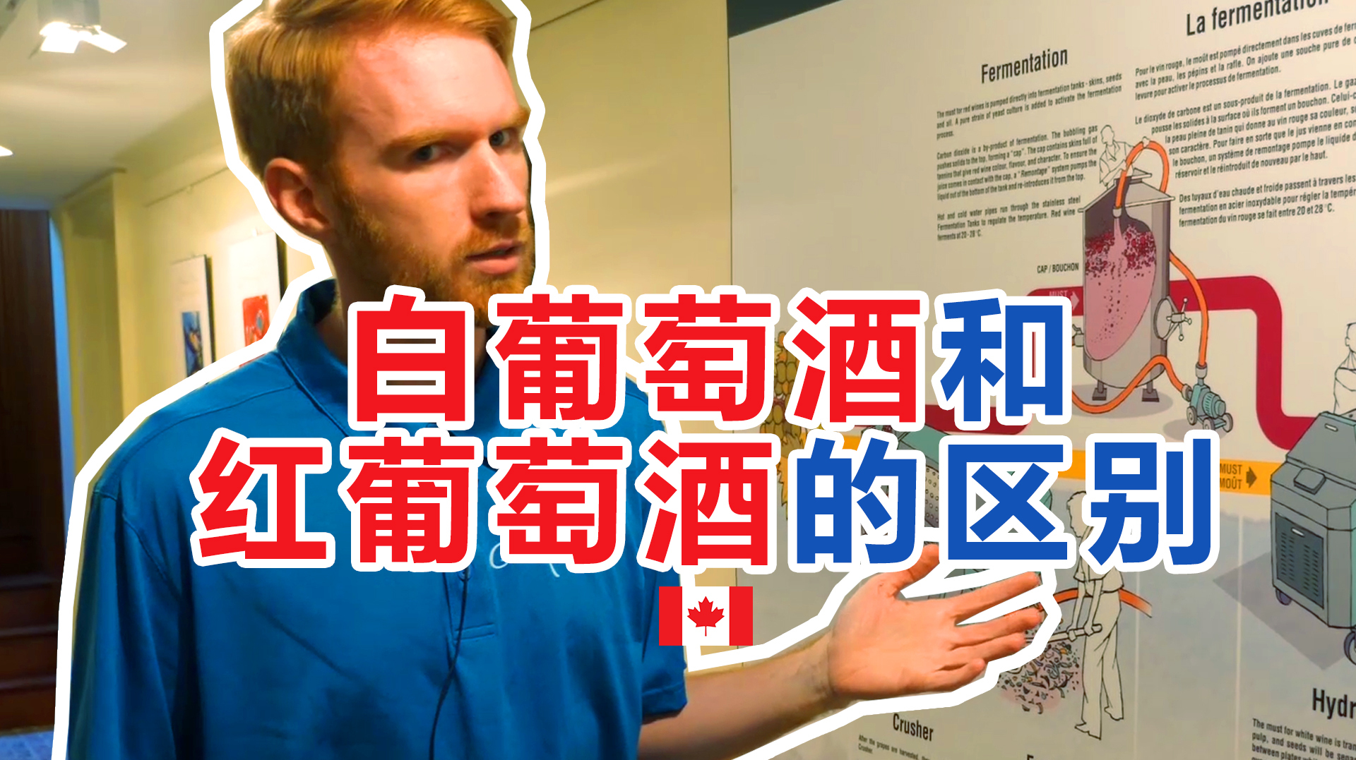 加拿大118集:加拿大的白葡萄酒和红葡萄酒的区别
