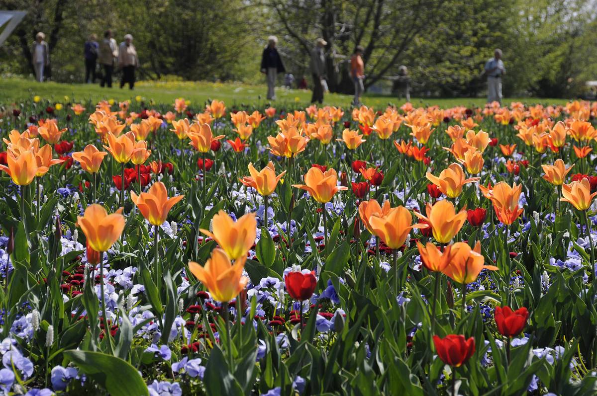 写一篇关于春天的作文