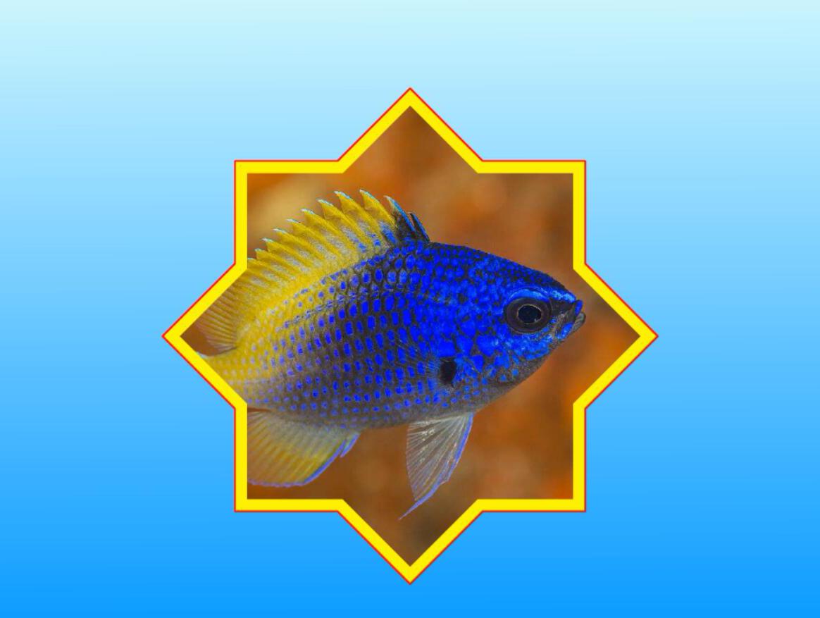 原来林氏光鳃鱼长这样